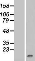 p15 INK4b (CDKN2B) Human Over-expression Lysate