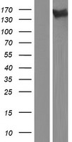 AATK Human Over-expression Lysate