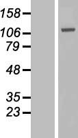 GAA Human Over-expression Lysate