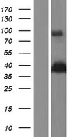 E2F5 Human Over-expression Lysate