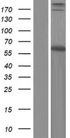 Dystrophia myotonica protein kinase (DMPK) Human Over-expression Lysate
