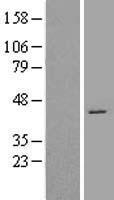 CDK7 Human Over-expression Lysate