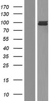 FES Human Over-expression Lysate