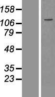 Flightless I (FLII) Human Over-expression Lysate