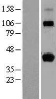 HLAG (HLA-G) Human Over-expression Lysate