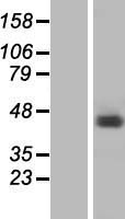 hnRNP G (RBMX) Human Over-expression Lysate