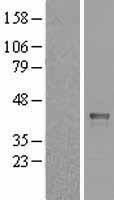 HOXD10 Human Over-expression Lysate