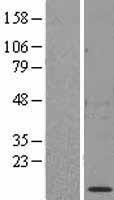 Cpn10 (HSPE1) Human Over-expression Lysate