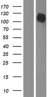 MAP3K10 Human Over-expression Lysate