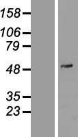 PDE7A Human Over-expression Lysate