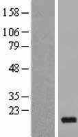 PDE6D Human Over-expression Lysate