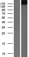 PTP gamma (PTPRG) Human Over-expression Lysate
