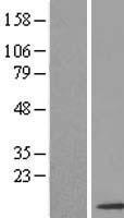 SNRPF Human Over-expression Lysate