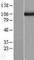 USP5 Human Over-expression Lysate