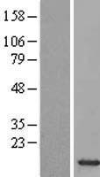 H2BC13 Human Over-expression Lysate