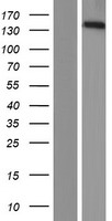 PPFIA3 Human Over-expression Lysate