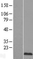 EDF1 Human Over-expression Lysate