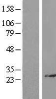 RPL14 Human Over-expression Lysate