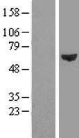 FARSLA (FARSA) Human Over-expression Lysate