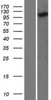 Kinesin 5C (KIF5C) Human Over-expression Lysate