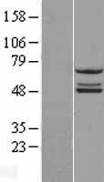 NDUFS2 Human Over-expression Lysate