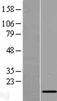 NDUFC2 Human Over-expression Lysate