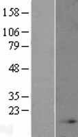 NDUFB4 Human Over-expression Lysate