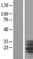 TM4SF4 Human Over-expression Lysate