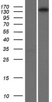Isoleucyl tRNA synthetase (IARS) Human Over-expression Lysate