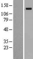 KIBRA (WWC1) Human Over-expression Lysate