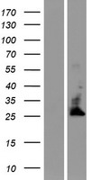 TMBIM4 Human Over-expression Lysate