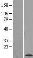 COX16 Human Over-expression Lysate