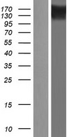 E2 230K (UBE2O) Human Over-expression Lysate