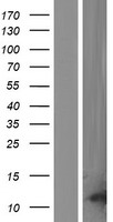 p53 AIP1 (TP53AIP1) Human Over-expression Lysate