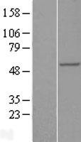 RAB3IP Human Over-expression Lysate