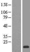 PPDPF Human Over-expression Lysate