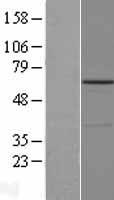 CBLL1 Human Over-expression Lysate