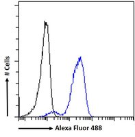 ITK Antibody
