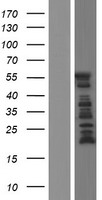 MAP2 Human Over-expression Lysate