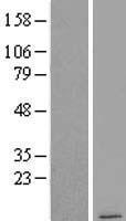 COX7B2 Human Over-expression Lysate