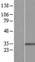 Bcl G (BCL2L14) Human Over-expression Lysate