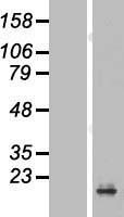 PRAP1 Human Over-expression Lysate