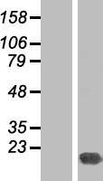 PSMD10 Human Over-expression Lysate