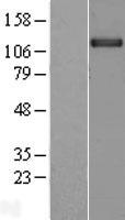 KCNH1 Human Over-expression Lysate