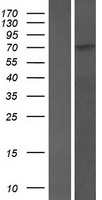 SCAI Human Over-expression Lysate