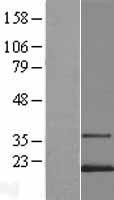 IGFL3 Human Over-expression Lysate