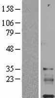 IGFL1 Human Over-expression Lysate