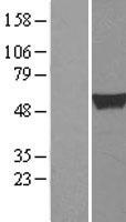 ALDH1A2 Human Over-expression Lysate