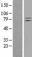 ETL (ADGRL4) Human Over-expression Lysate