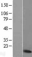 COX6A1 Human Over-expression Lysate
